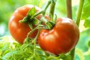 pngtree-ripe-natural-tomatoes-farm-vegan-farming-photo-photo-image_35999756